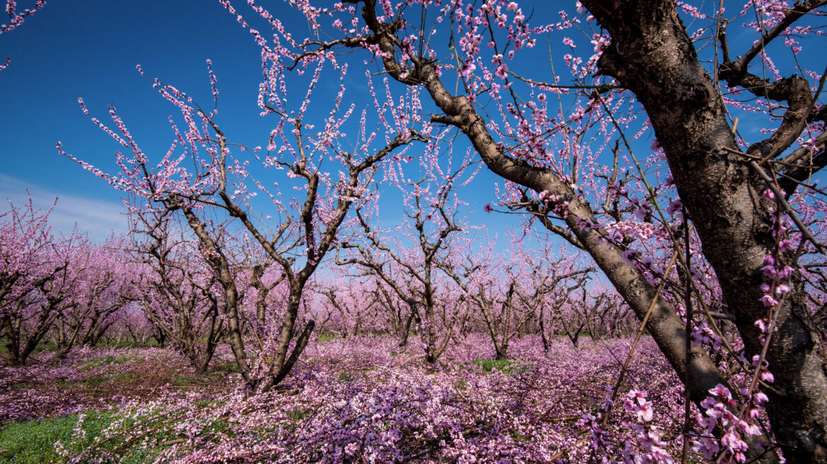 4 ανοιξιάτικες εκδρομές στην ελληνική Φύση για τα επόμενα Σαββατοκύριακα 