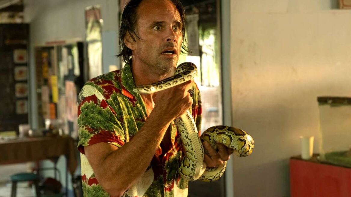 Γουόλτον Γκόγκινς: Ο πρωταγωνιστής του «White Lotus» δαγκώθηκε από φίδι στη διάρκεια των γυρισμάτων