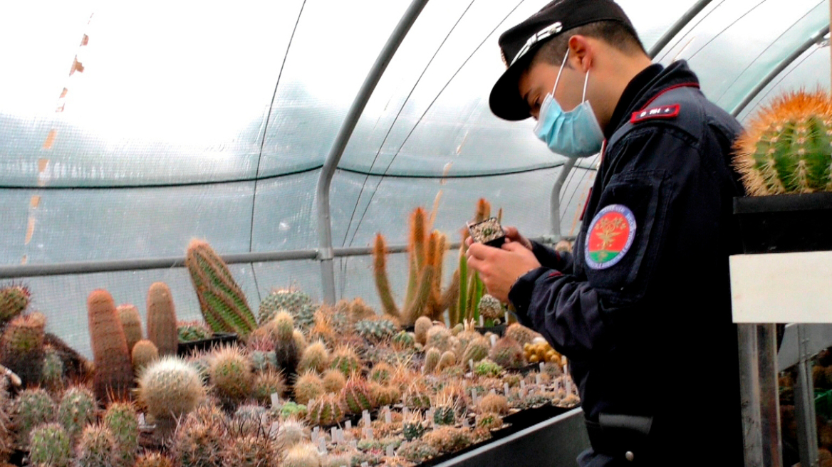 Επιχείρηση Atacama: Πώς ο εντοπισμός σπάνιων κάκτων αξίας 1 εκατ. ευρώ «ξήλωσε» ένα ολόκληρο κύκλωμα λαθρεμπορίας