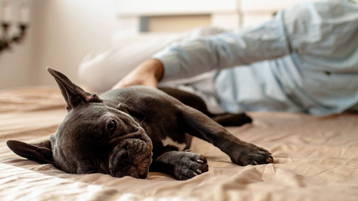 Πώς να ηρεμήσετε ένα κουτάβι που κλαίει τη νύχτα