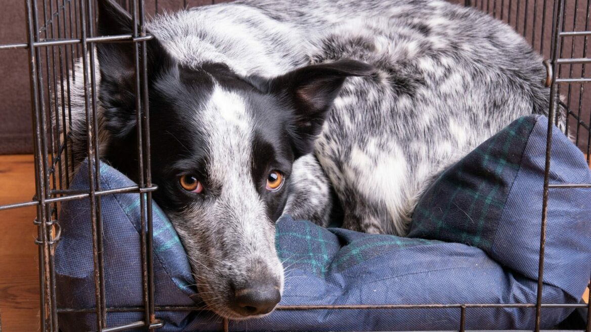 Τι μπορεί να συμβαίνει αν δείτε τον σκύλο σας να μην μπαίνει πλέον με τίποτα στο crate του
