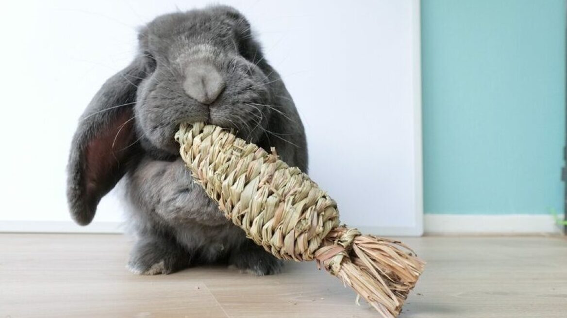 Άγνωστα πράγματα για τα κουνέλια που θα σας εντυπωσιάσουν