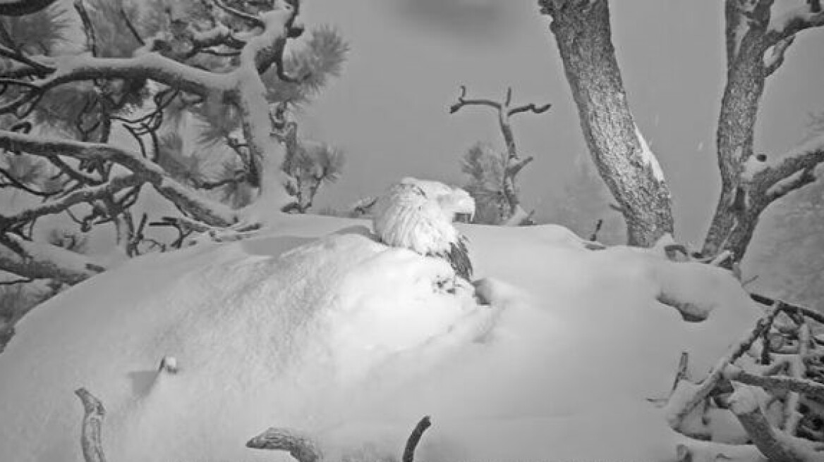 Εκπληκτικό video – Πώς ένας φαλακρός αετός κρατάει τους νεοσσούς του ζεστούς σε ακραία χιονοθύελλα