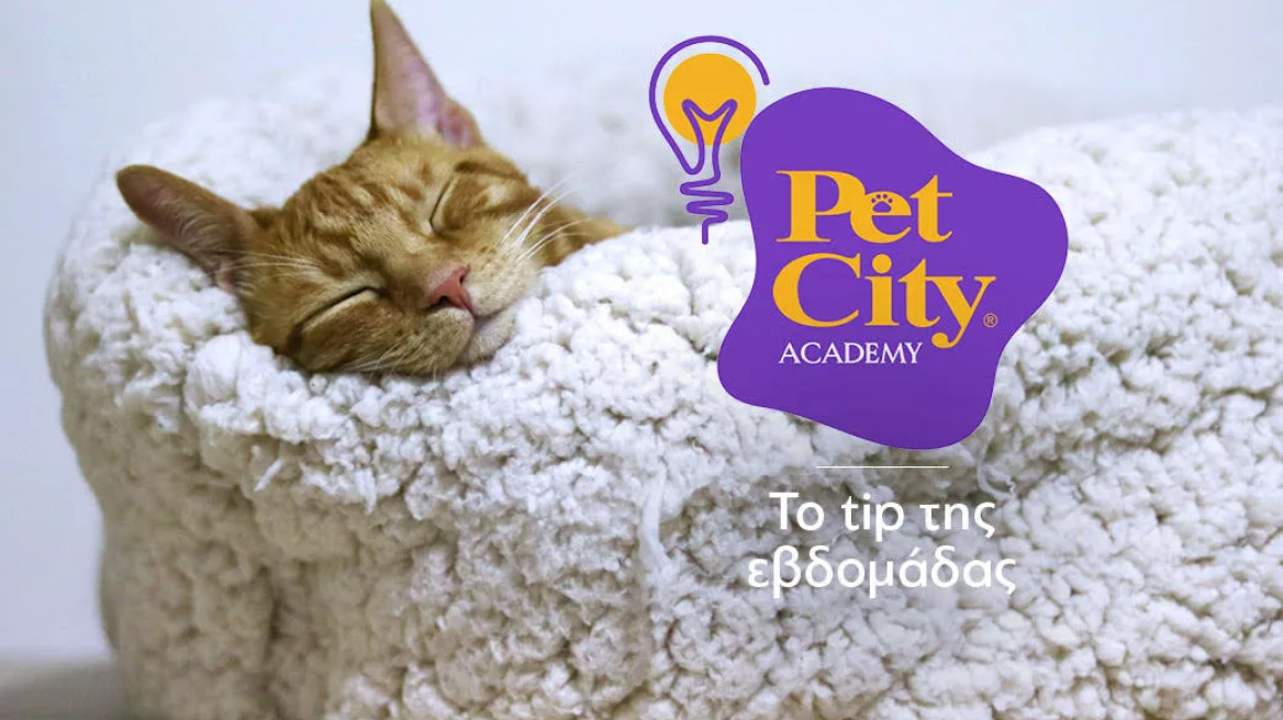 Ώρα για ύπνο- Τι πρέπει να έχει το ιδανικό κρεβάτι για το κατοικίδιό σας