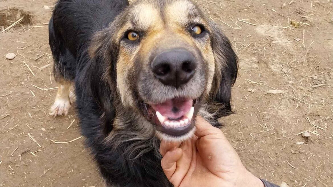 Ο Σόφτι είναι το πιο γλυκό σκυλάκι του κόσμου- Ζει σε καταφύγιο και ονειρεύεται ένα σπίτι