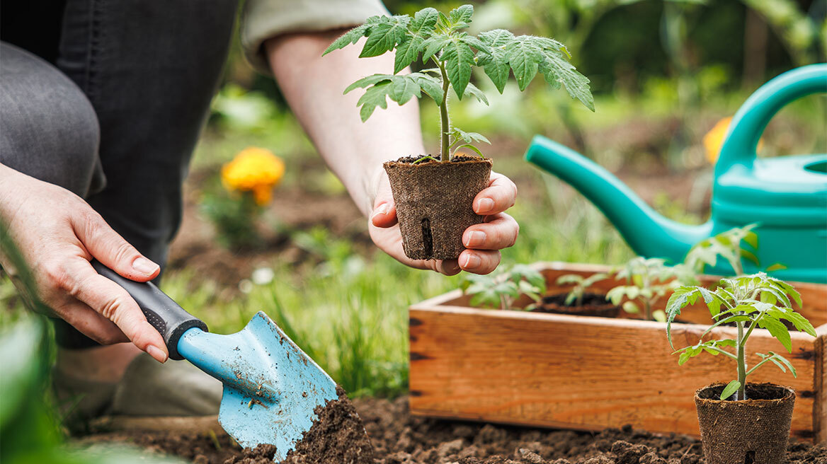 7 συμβουλές για να μεταφυτεύσετε με επιτυχία τα φυτά σας