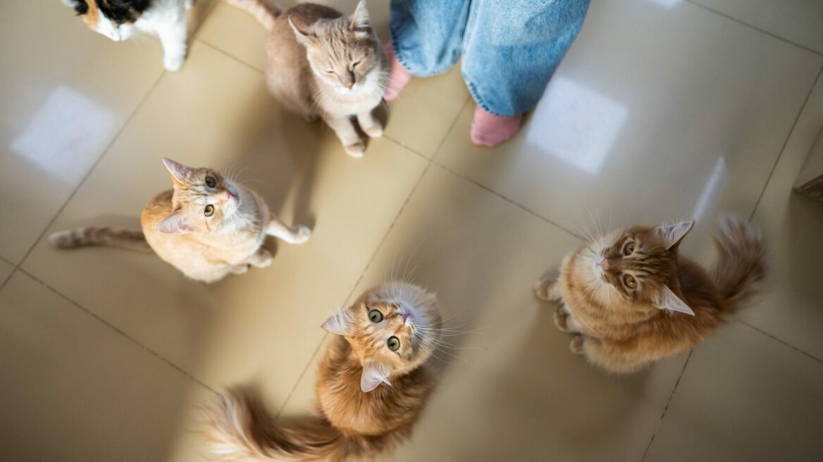 Πώς να ζήσετε με πολλά κατοικίδια στο σπίτι χωρίς προβλήματα