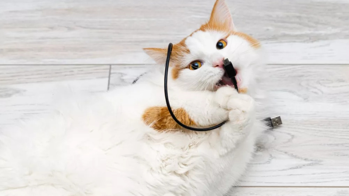 PICA: Τι είναι η διαταραχή που κάνει τις γάτες να τρώνε πράγματα που δεν πρέπει