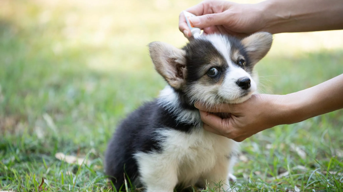 Τα καλύτερα προϊόντα για την αποπαρασίτωση της γάτας και του σκύλου σας