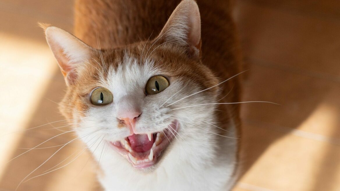 Οι λόγοι που η γάτα σας αρχίζει ξαφνικά να νιαουρίζει έντονα