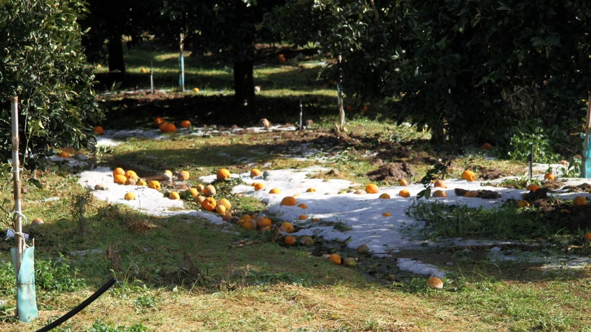 Θερμοκήπια και αντιχαλαζιακά «ασπίδα» των αγροτών στα καιρικά φαινόμενα