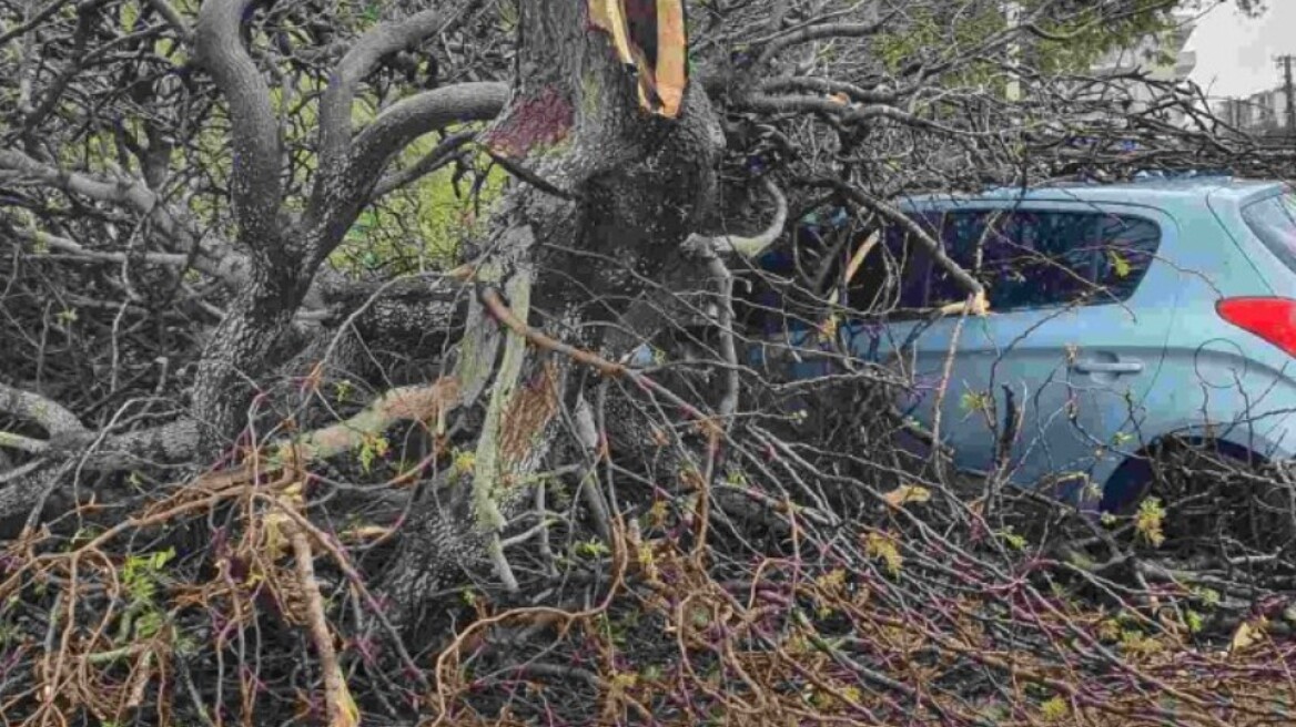Ανεμοστρόβιλος προκάλεσε ζημιές στη Ρόδο - Δέντρα έπεσαν σε ΙΧ, δείτε φωτογραφίες