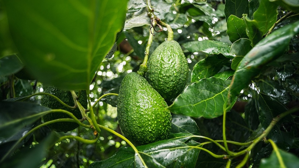 Φύτρωσαν άγρια αβοκάντο στο Ζάππειο;