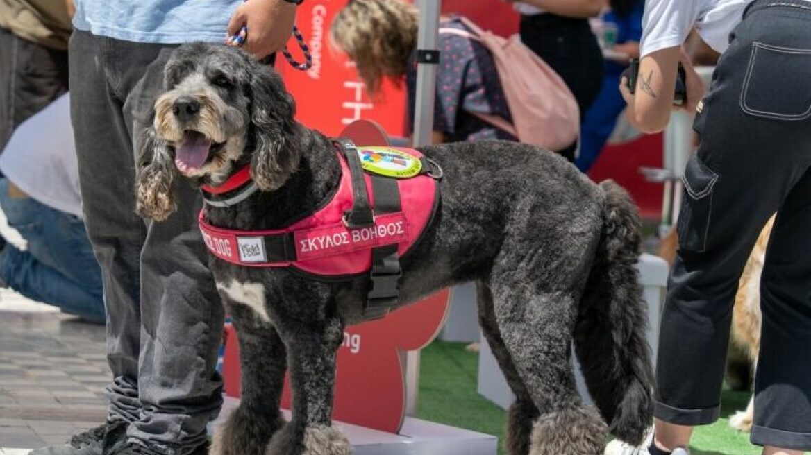Friends for Life: Οι υπέροχοι σκύλοι που βοηθούν τα παιδιά με αυτισμό