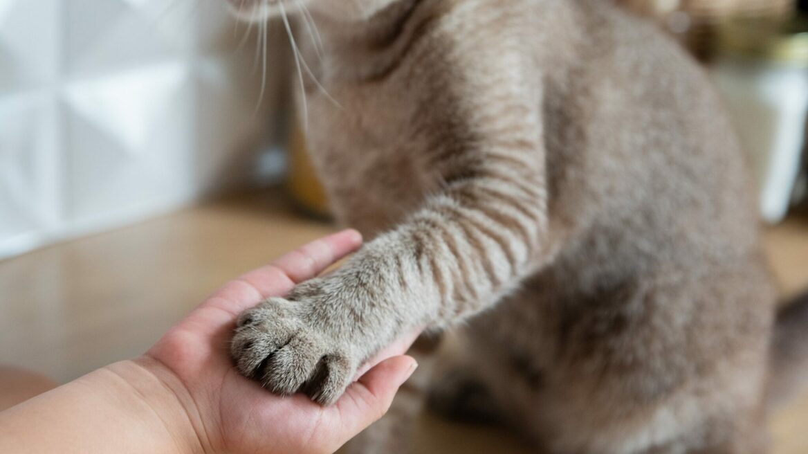 Όλα όσα πρέπει να ξέρετε για την εκπαίδευση με θετική ενίσχυση στις γάτες
