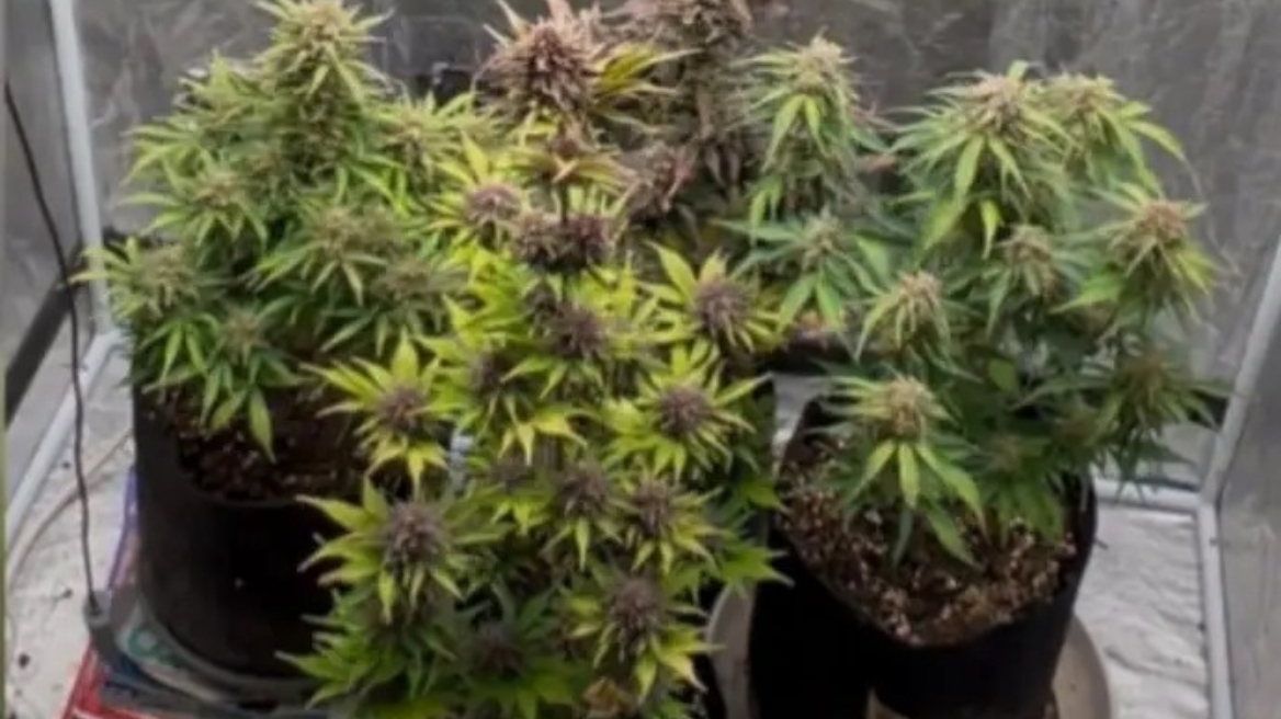 Τρεις συλλήψεις στη Θεσσαλονίκη για καλλιέργεια κάνναβης - Κατασχέθηκαν 2,7 κιλά