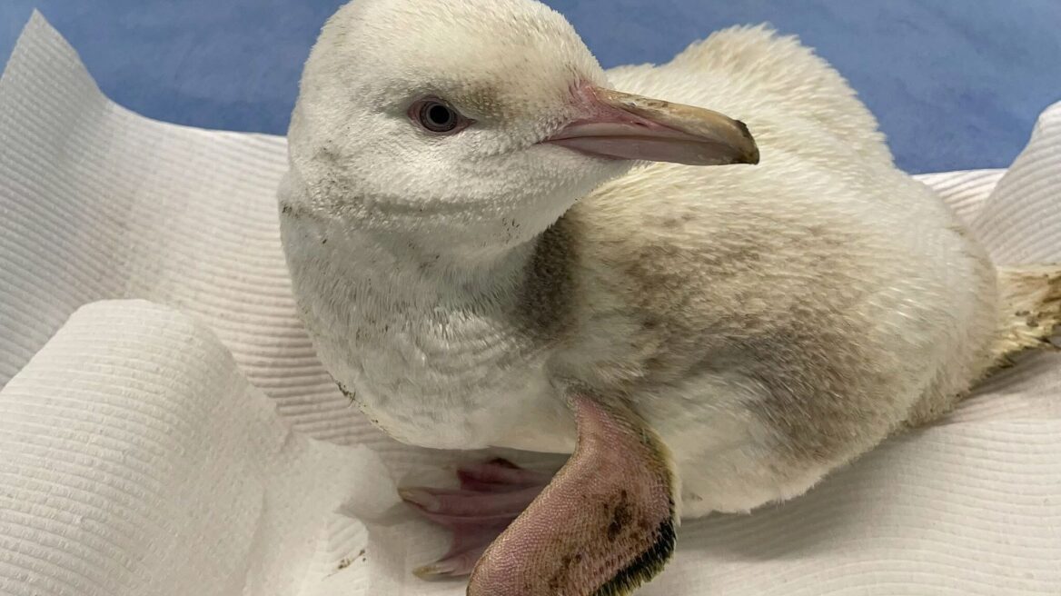 Εξαιρετικά σπάνιος λευκός πιγκουίνος διασώθηκε στην Αυστραλία