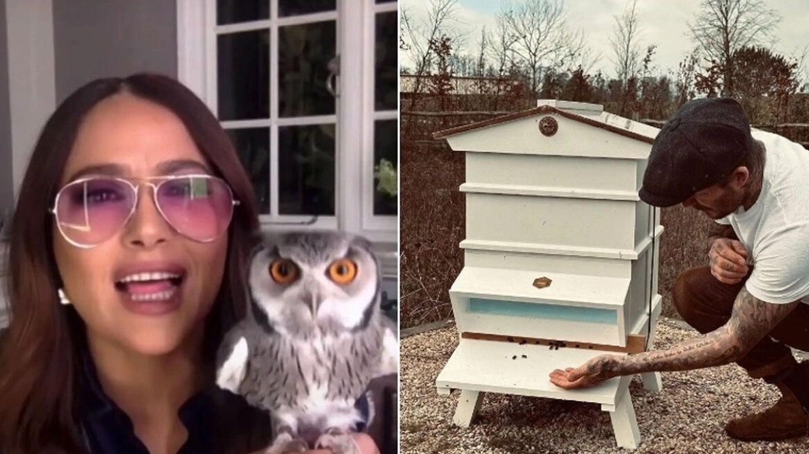 Από κουκουβάγιες μέχρι φίδια: Τα πιο ασυνήθιστα κατοικίδια που έχουν μερικοί από τους μεγαλύτερους celebrities του κόσμου