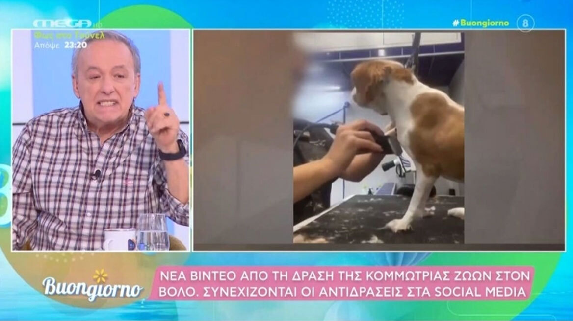 Πρωτοφανές ξέσπασμα Μικρούτσικου για την pet groomer στον Βόλο: «Εγώ θα την μηνύσω! Είναι βασανίστρια!» (vid)