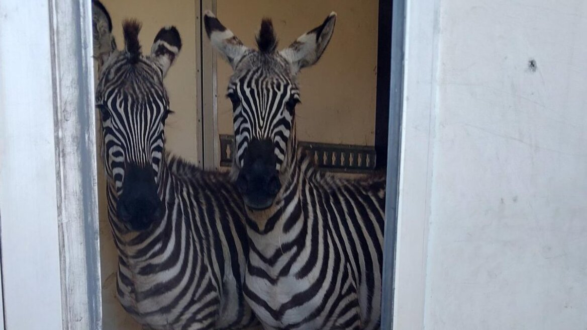 Γερμανία: Αστυνομικό μπλόκο σε φορτηγό που μετέφερε άγρια ζώα από την Ολλανδία