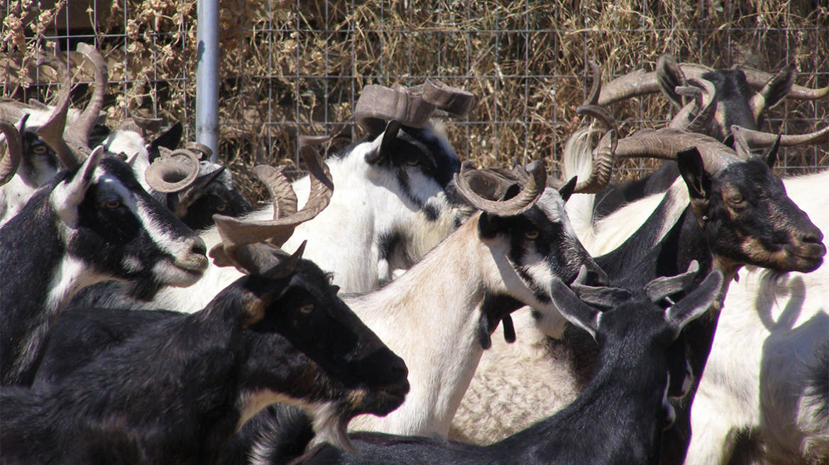 Evgeniy Igumnovning yalangoch fotosurati