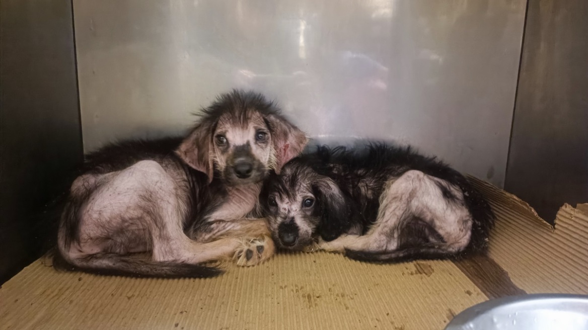 «Επικίνδυνο πυροτέχνημα» η συλλογή DNA από δεσποζόμενα ζώα, υποστηρίζει η οργάνωση Save a Greek Stray