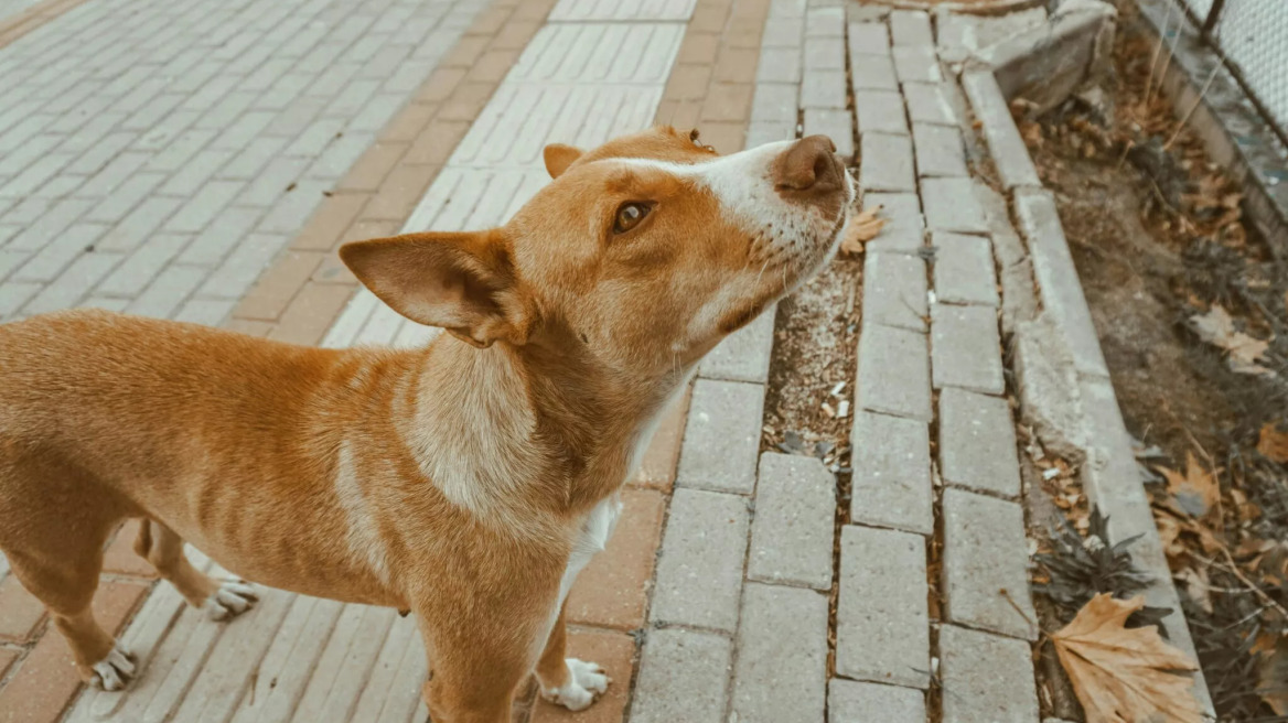 Συγκινητικό βίντεο: Αδέσποτο σκυλάκι βρίσκει χάδια και παρηγοριά σε μηχανική κούκλα στο δρόμο