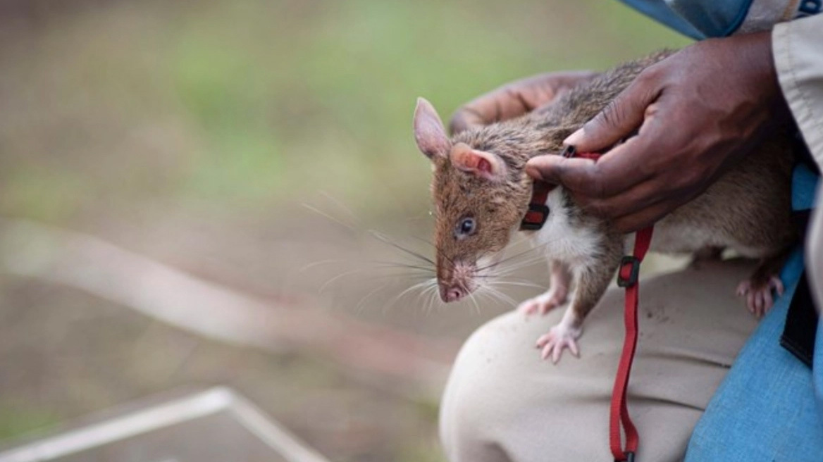 Ο ήρωας Ρόνιν: Ο αρουραίος που σώζει κόσμο απ' τις νάρκες