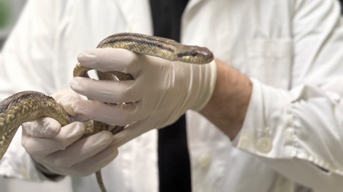 Φίδι εντοπίστηκε σε προαύλιο σχολείου στα Πατήσια – Δείτε φωτογραφίες