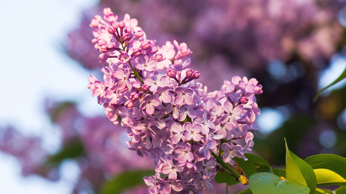 Πασχαλιά: Πώς να τη φυτέψετε και τι να προσέξετε