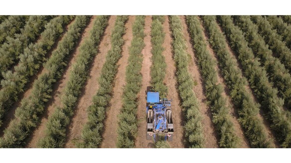 Πρόστιμα έως 5.000 ευρώ ή 12 συντάξεις για λίγες ελιές και… τρία ξεχασμένα «κλικ»
