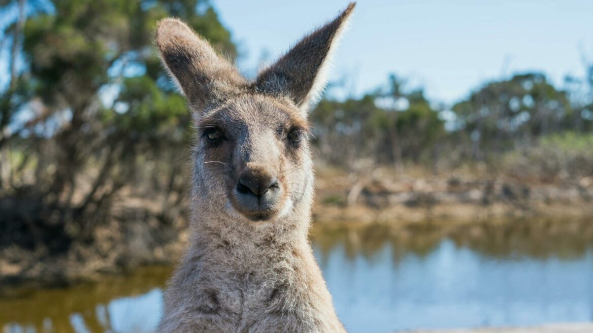 Γνωρίστε τα πιο απίθανα και εμβληματικά ζώα της Αυστραλίας