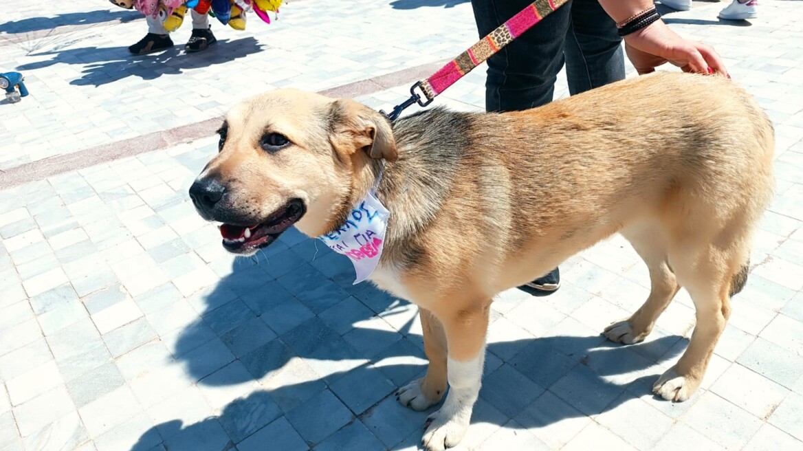 Ο μικρός Νέλος χτυπήθηκε από αυτοκίνητο. Είναι καλά και ψάχνει ένα σπίτι