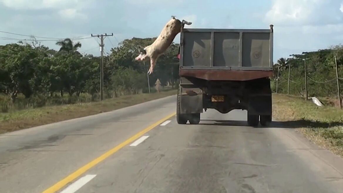  Εθνικό Μουσείο Σύγχρονης Τέχνης: Διοργανώνει τη μεγαλύτερη έκθεση διεθνώς για  την πολιτική και ηθική μεταχείριση των ζώων