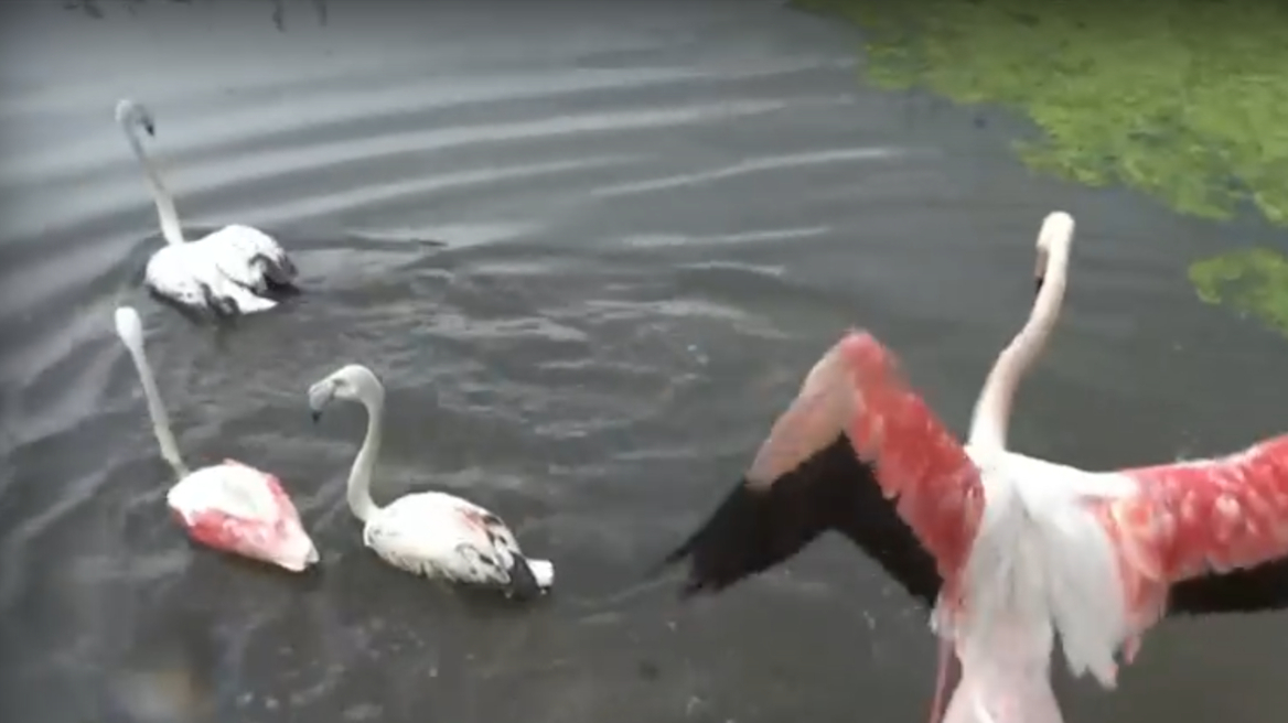 Απελευθερώθηκαν τέσσερα φλαμίνγκο στη λίμνη Κορώνεια - Η «Οδύσσεια» των δύο που ταξίδεψαν από τις Κυκλάδες