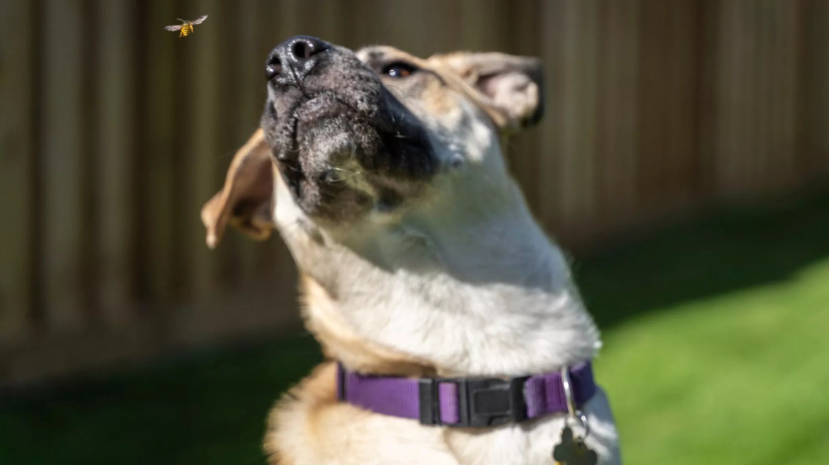 Τι δεν πρέπει να κάνετε αν τσιμπήσει σφήκα ή μέλισσα τον σκύλο σας- Και τι πρέπει