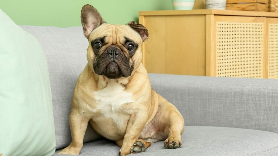 Η PETA αναφέρει 4 βασικούς λόγους για να μην πάρετε ως κατοικίδιο γαλλικό μπουλντόγκ