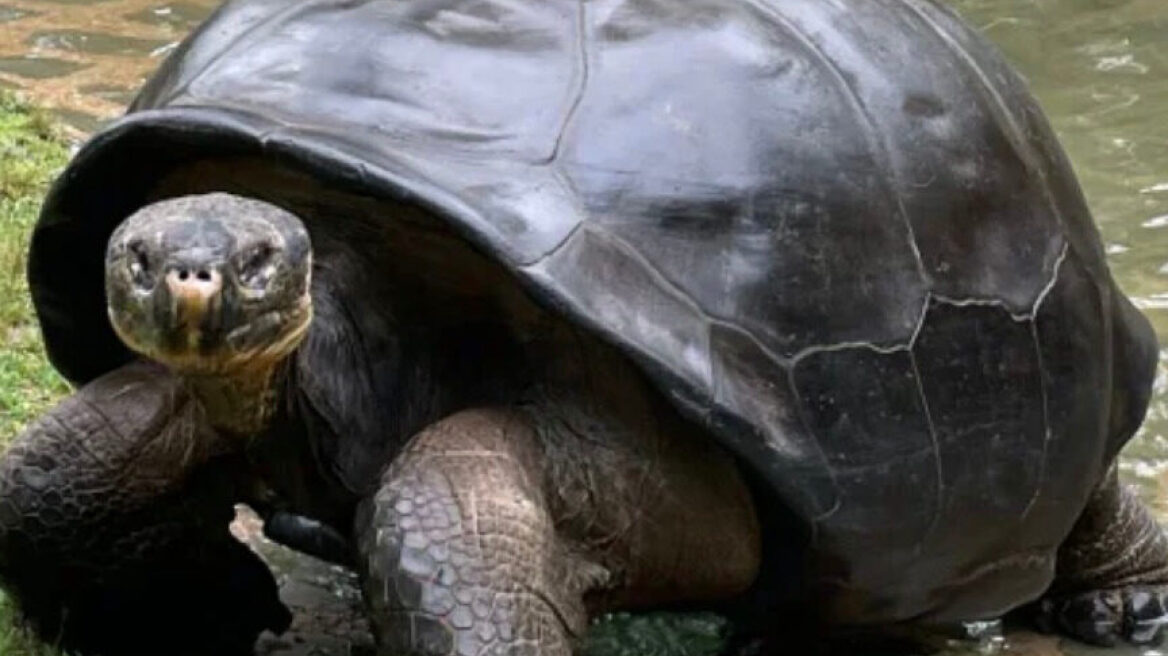 Γιγάντια χελώνα Γκαλαπάγκος γίνεται για πρώτη φορά μητέρα στα 97