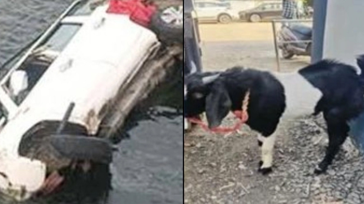 Το κάρμα της κατσίκας: Την μετέφεραν για θυσία, αλλά σκοτώθηκαν στη διαδρομή