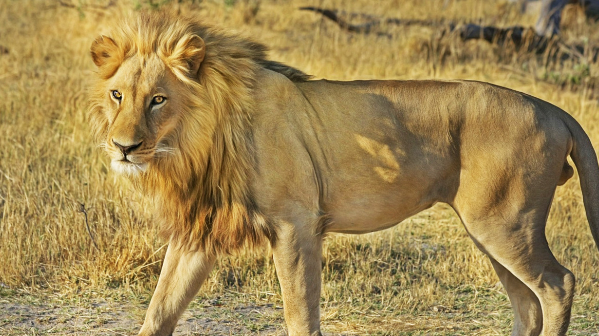 Λιοντάρι δάγκωσε 4χρονο σε εθνικό πάρκο στην Ουάσινγκτον