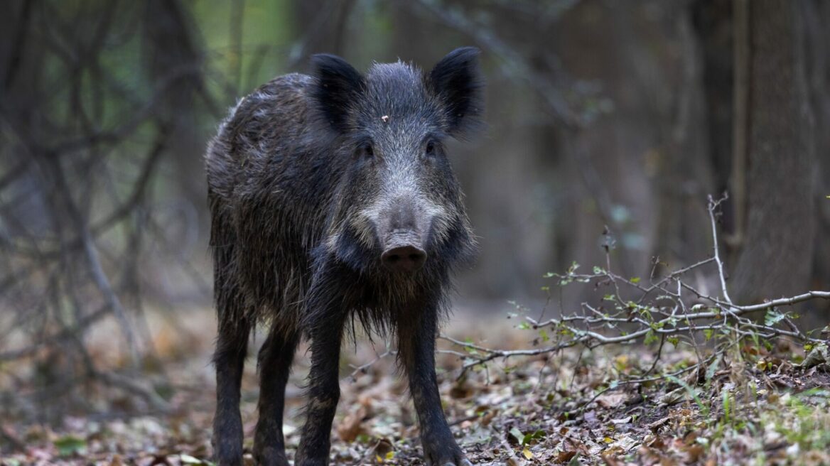Αυτά είναι τα 4 ζώα που θα επιβιώσουν από την κλιματική αλλαγή