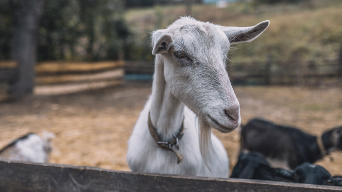 Κατάσχεσαν ζωντανό κατσίκι από την καρότσα αυτοκινήτου και του χάλασαν το Πάσχα: Ο απίθανος λόγος (vid)