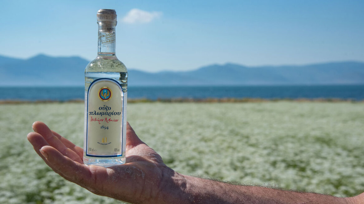 Από τη Γη στο Ποτήρι: Η Διαδρομή του Γλυκάνισου του Ούζου Πλωμαρίου