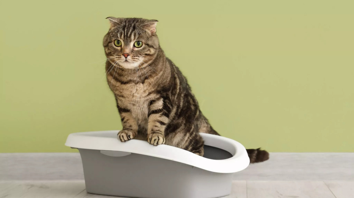 Ιδιοπαθής κυστίτιδα – λιθίαση: Οι πιο συχνές παθήσεις του κατώτερου ουροποιητικού της γάτας