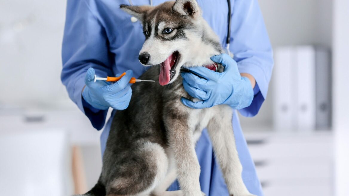 Αποκτήσατε κουτάβι; Τι πρέπει να γνωρίζετε για τα εμβόλιά του