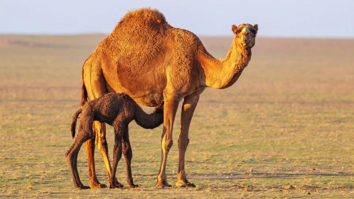 7 ενδιαφέροντα πράγματα που αξίζει να ξέρετε για τις καμήλες