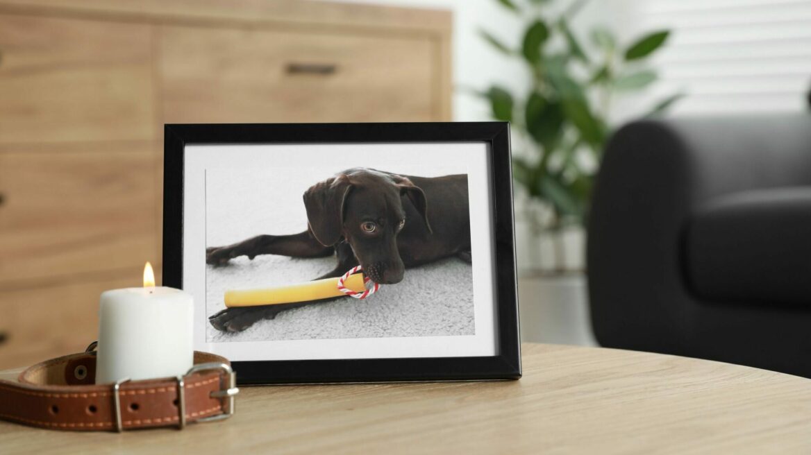 Πώς να διαχειριστείτε το πένθος μετά τον θάνατο του σκύλου σας