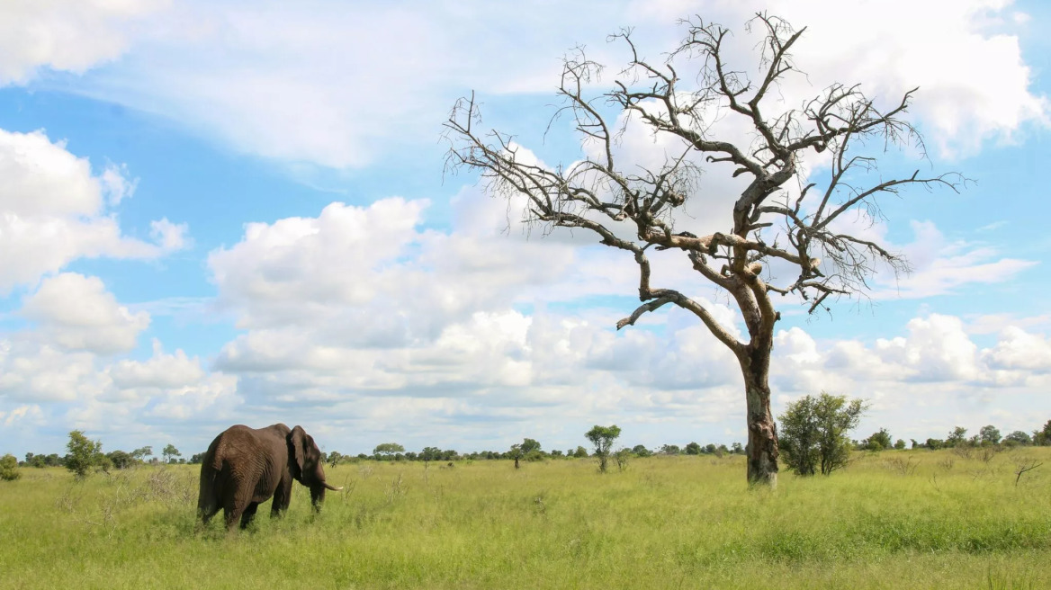 Χρυσόψαρο ή ελέφαντας; Τα ζώα με την πιο δυνατή μνήμη