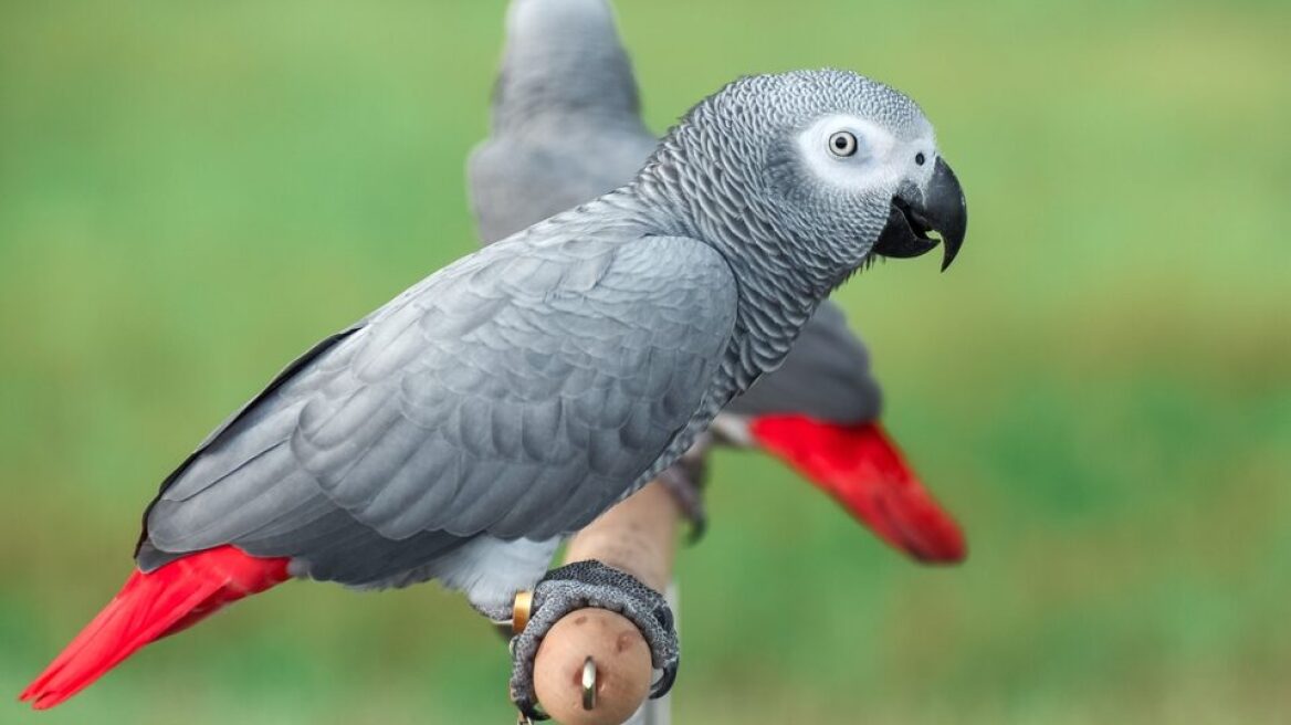 Δείτε αν οι παπαγάλοι καταλαβαίνουν αυτά που λένε