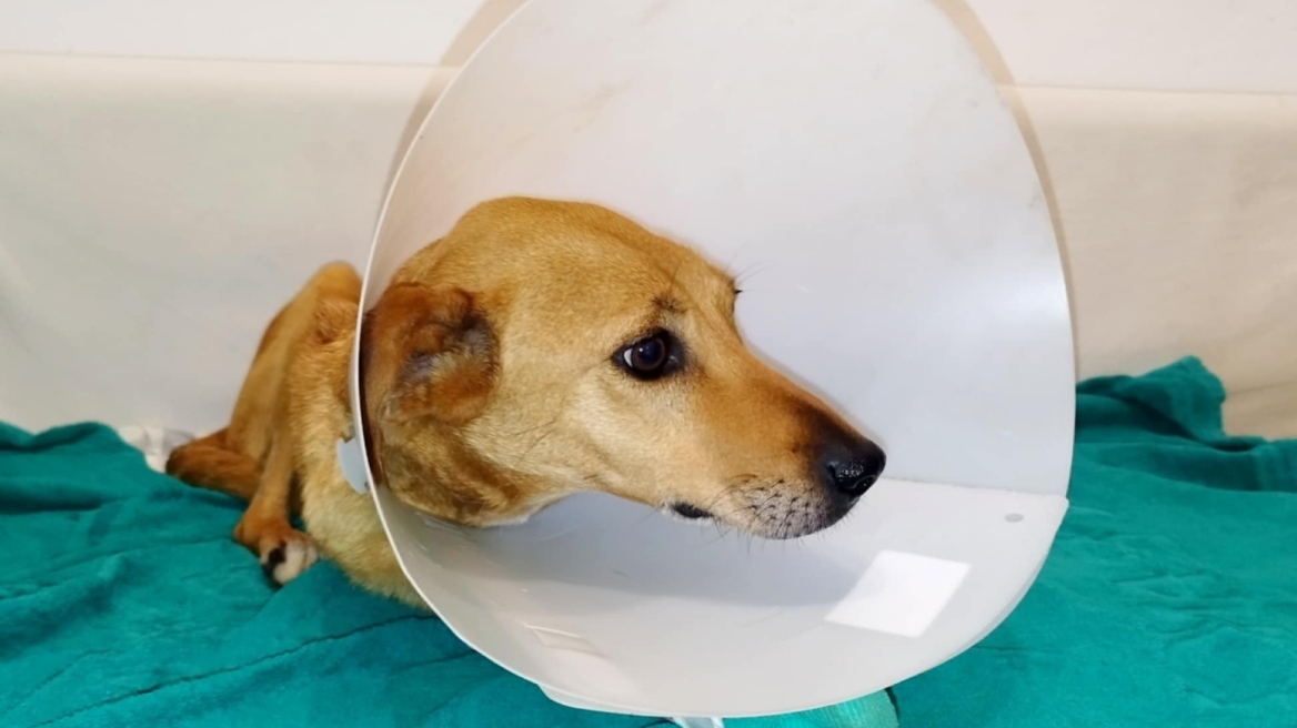 Άγρια κακοποίηση σκύλου στο Ηράκλειο - Τον πυροβόλησαν και του έσπασαν κόκκαλα